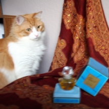 My favorite cat Rusty & my favorite perfume Climat by Lancome