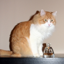 Vera Wang perfume and my cat Rusty