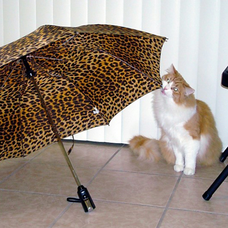 Rusty and Umbrella