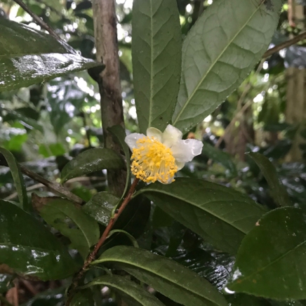 Big Island Tea Flower in the Rain