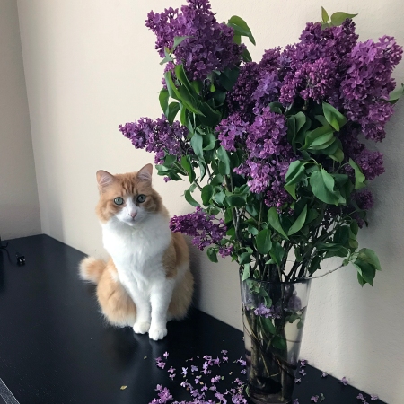 Rusty and Lilacs 