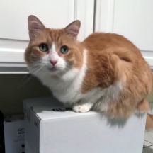 Rusty on a Box