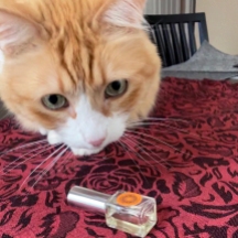 Cat Rusty and mini-bottle of NVC Mohur